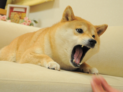 Angry Doge price