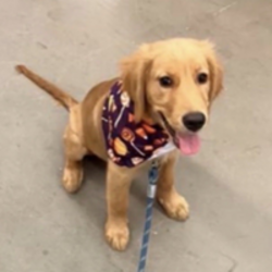 Barking Puppy (BP)