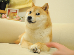 The Doge NFT price